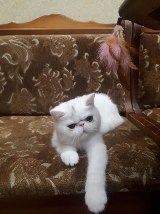 kot ekzot kupit v moskve cena 12 000 rub prodano 28 sentyabrya 2020 koshki