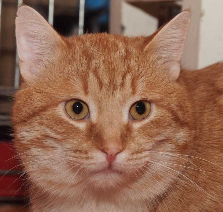 Метис кот