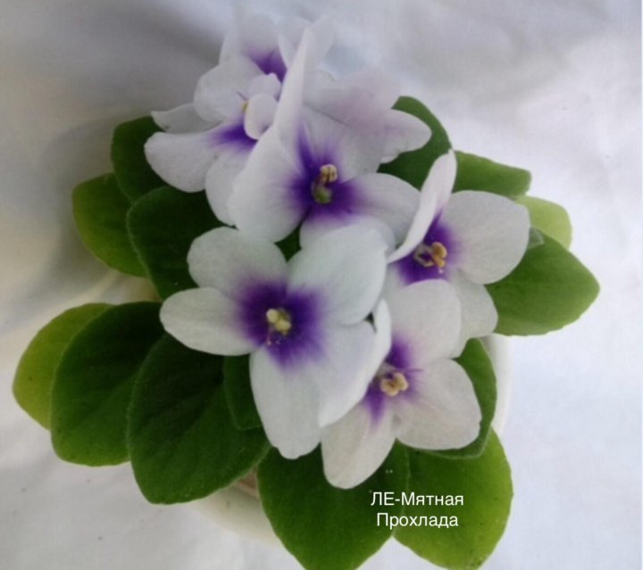 Ле мятная прохлада фиалка. Фиалка мятная прохлада полумини. Ле мятная прохлада фиалка. Мини фиалка мятная прохлада. Фиалка polkagris.