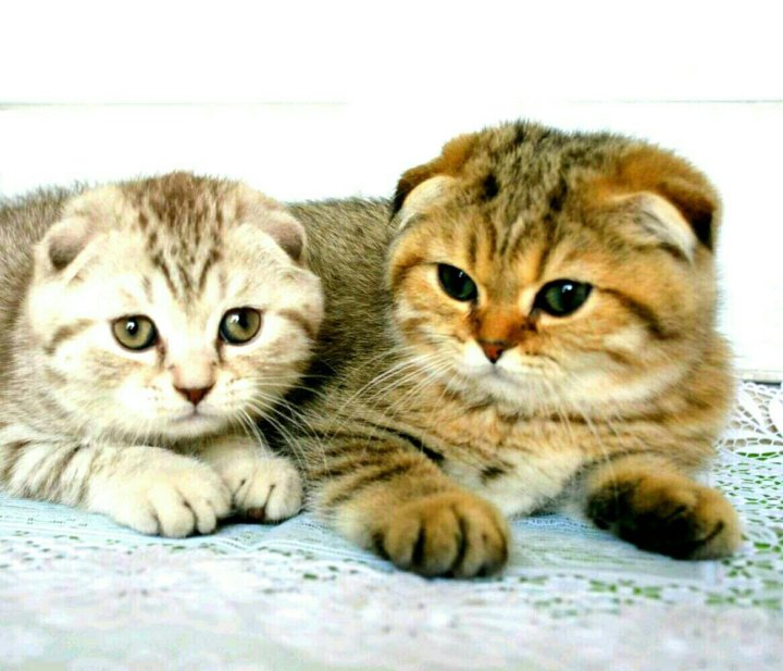 Шотландские Котята Купить В Тамбове