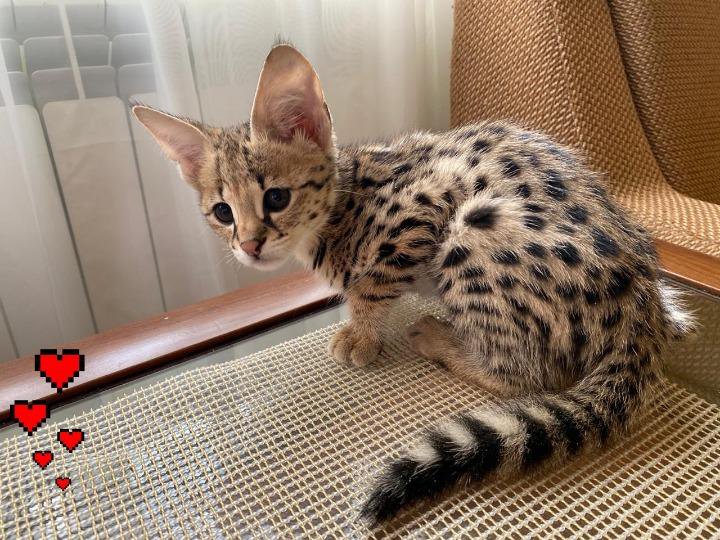 Саванна Кошка Цена В Рублях