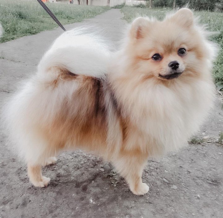 Queen Chantal Von Jenny Blue → Померанский шпиц