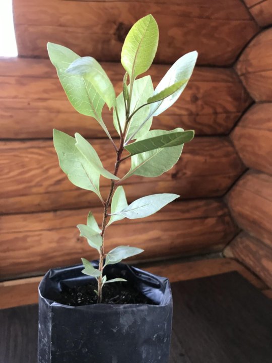 Саженцы фисташки морозостойкой. Рассада фисташкового дерева. Фисташка сортовая. Морозостойкая рассада. Фисташка дерево дома.