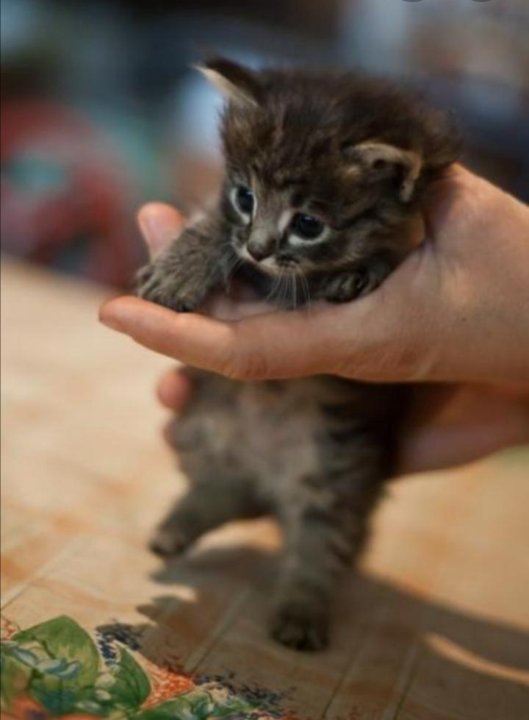 Маленькие кошки купить. Кошки маленькие. Маленький полосатый котенок. Полосатый пушистый котенок. Очень маленькие котята.