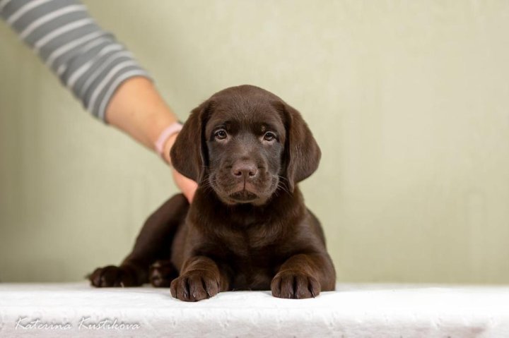 Shenki Labrador Retriver Kupit V Moskve Cena 70 000 Rub Prodano 22 Noyabrya 2020 Sobaki