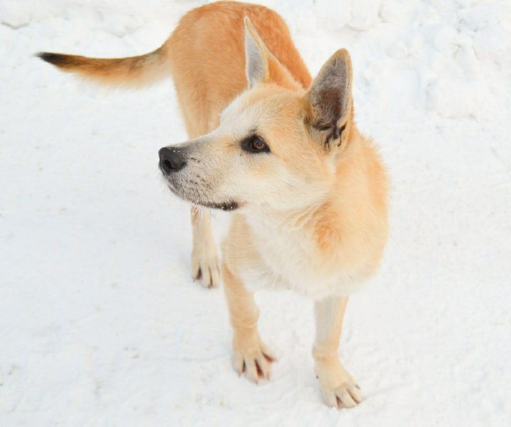 Щенок шесть месяцев. Щенок 6 месяцев.