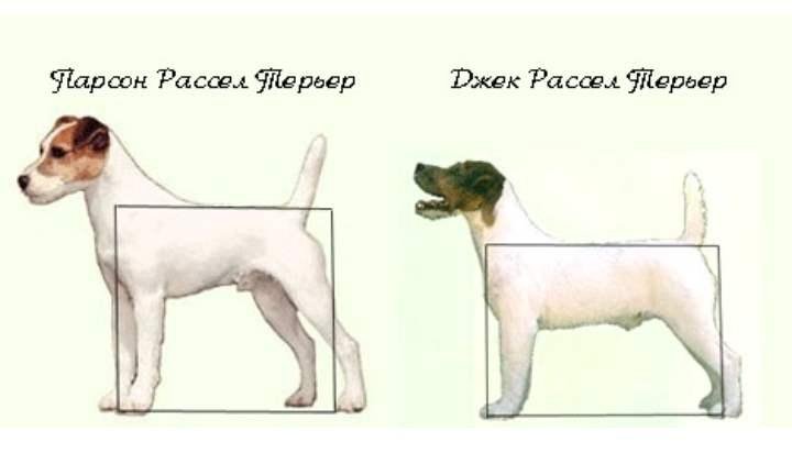 Парсон рассел. Парсон Рассел терьер стандарт. Парсон Рассел терьер высота в холке. Парсон Рассел терьер различия от Джека. Парсон Рассел терьер стандарт породы.