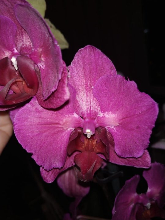 Орхидея фаленопсис бабочка Стелленбош – купить в Уфе, цена 2 500 руб.,  продано 30 ноября 2020 – Растения и семена