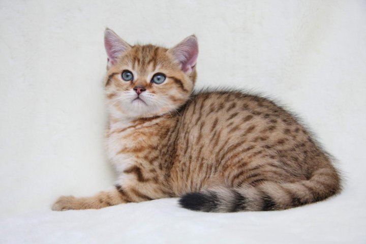 Табби кошки