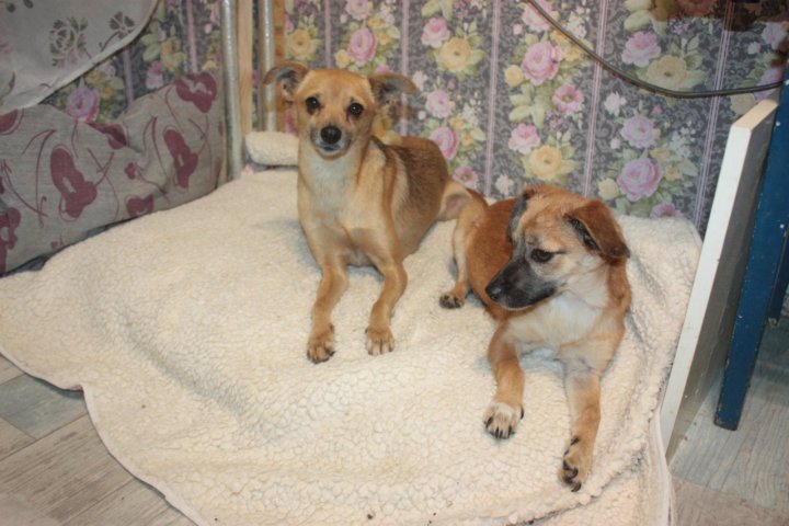 Приют домик мелкашей для маленьких собак москва