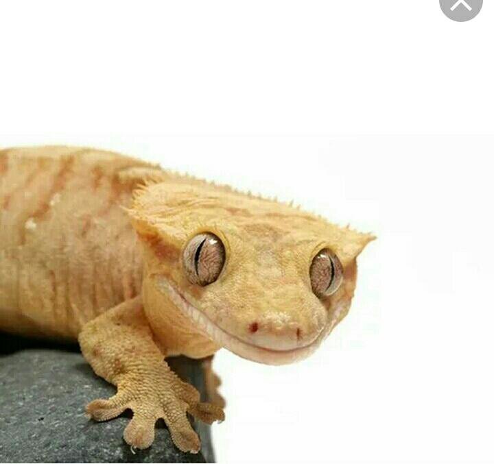 Ящерица новый год мем