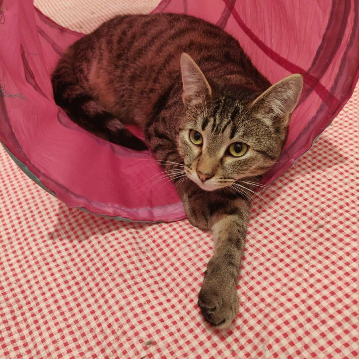 Шпротный окрас у кошек. Шпротный окрас у кошек. Кот шпрот. Кот со шпротами. Шпротная кошка.