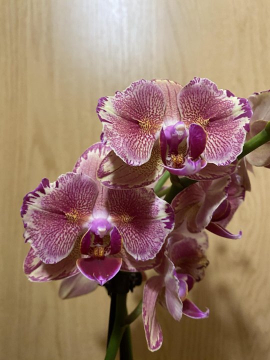 Орхидея пират бабочка фото Орхидея пират бабочка - купить в Москве, цена 8 000 руб., продано 16 декабря 202
