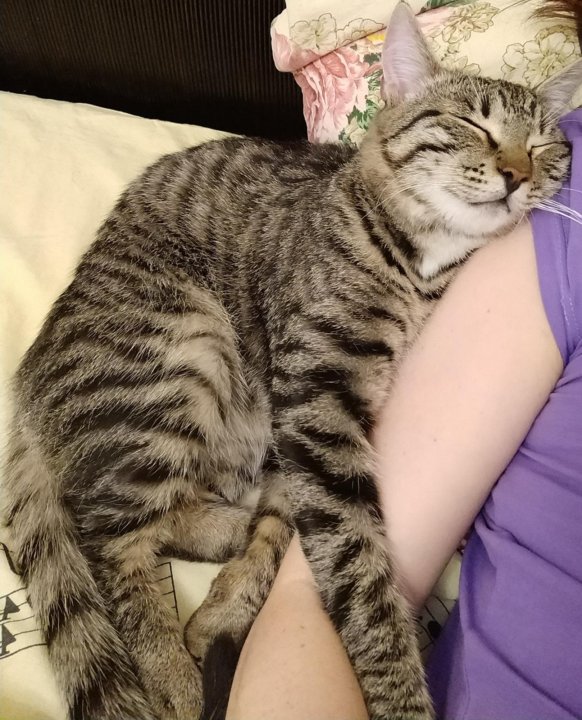 Кот Мурзик Новый Год Кот Мурзик Новый Год
