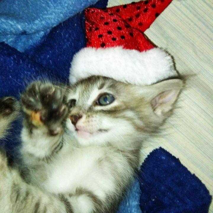 Бесплатно Новогодние Коты Бесплатно Новогодние Коты