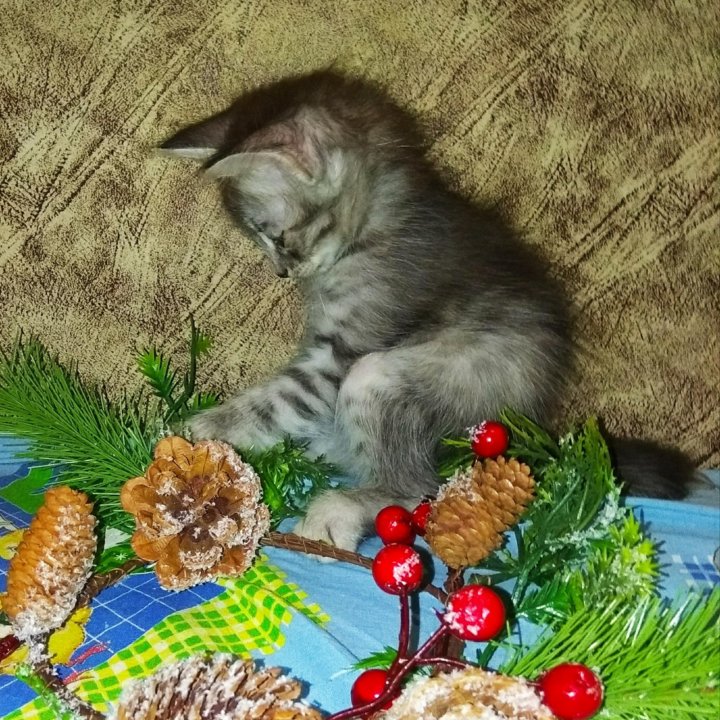 Бесплатно Новогодние Коты Бесплатно Новогодние Коты