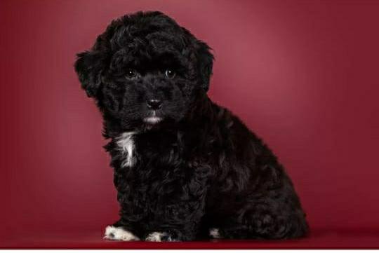 king-maltipoo-dog-21 - Maltipoo Moscow