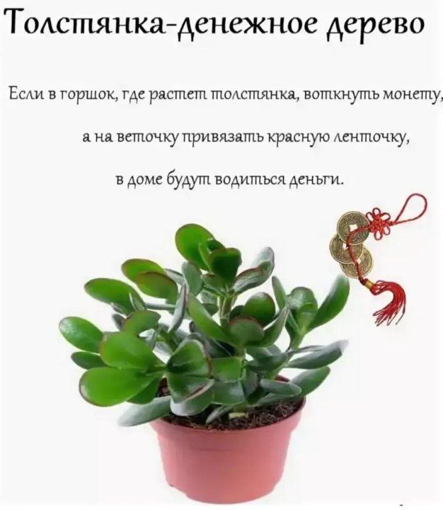 Презентация на тему толстянка