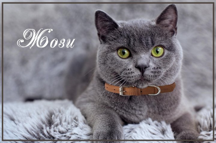 Серая британская кошка