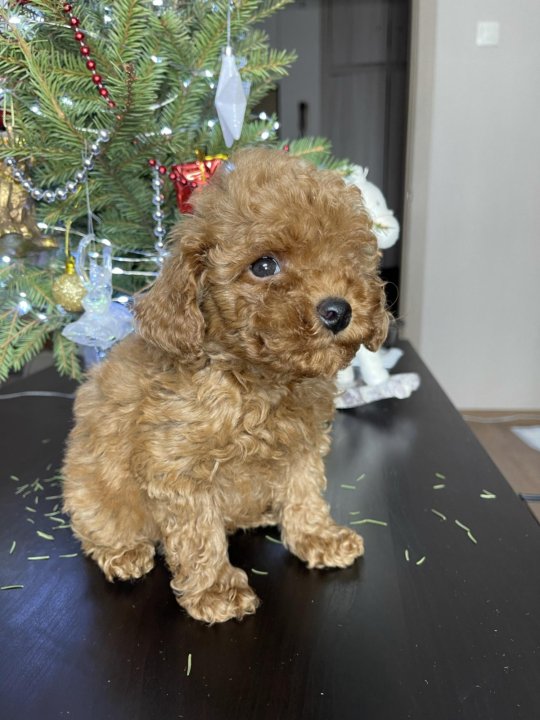 Мини Пудель Фото И Цена