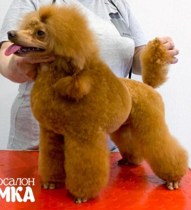 Стандарт той пуделя ркф. Той пудель ркф. Той пудель ркф. Той пудель ркф. Той пудель ркф.