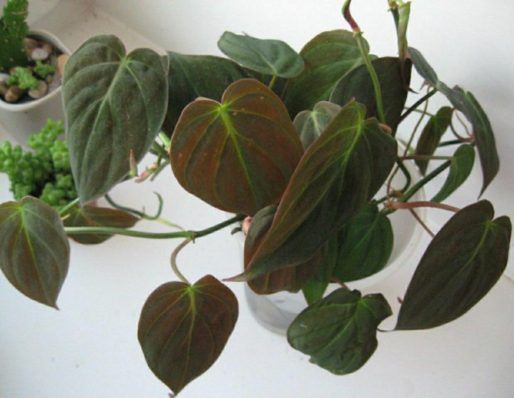 Philodendron Micans