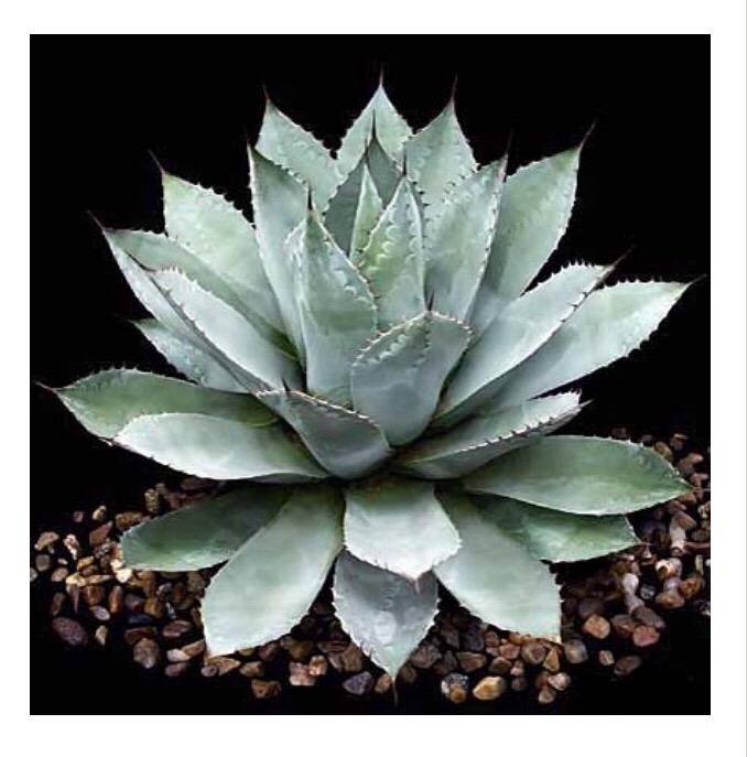 Агава 3. Агава пумила. Huachucensis. Агава шака. Кактус агава алоэ.