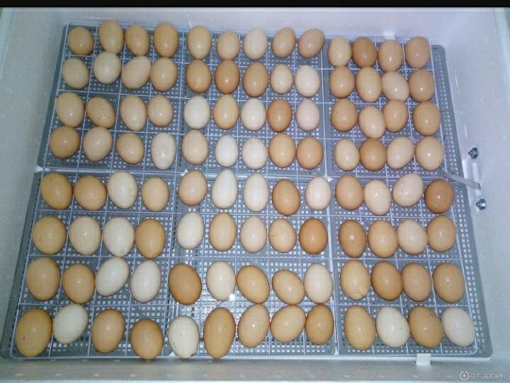 Куплю яйца кур для инкубатора. Инкубатор 104 гусиные яйца. Инкубатор Несушка на 104 яйца. Решетка для инкубатора Несушка на 63 яйца. Инкубатор 63 яйца куриные.