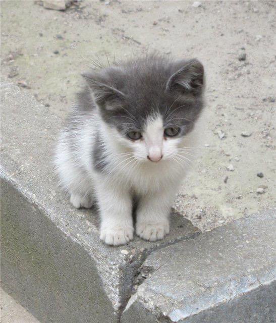 Котята серо белые фото