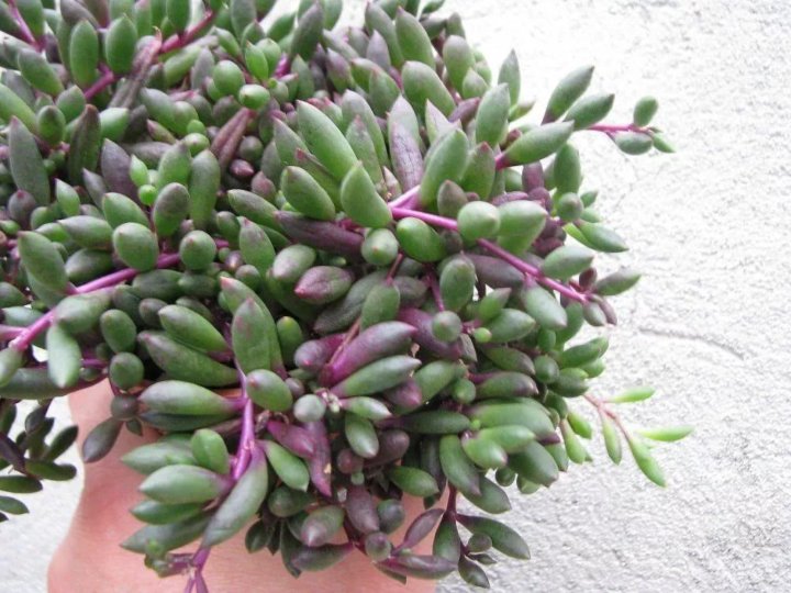 Оттона комнатное растение фото Оттона capensis(senecio purple flush) - купить в Волоколамске, цена 200 руб., пр