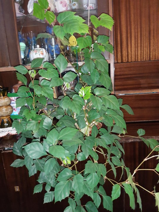 Комнатное Растение Березка Фото