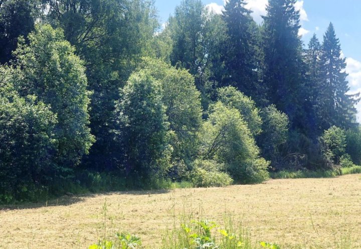 Опушка леса. Лесная дорога. Опушк. Глинцово опушка леса. На лесной опушке.