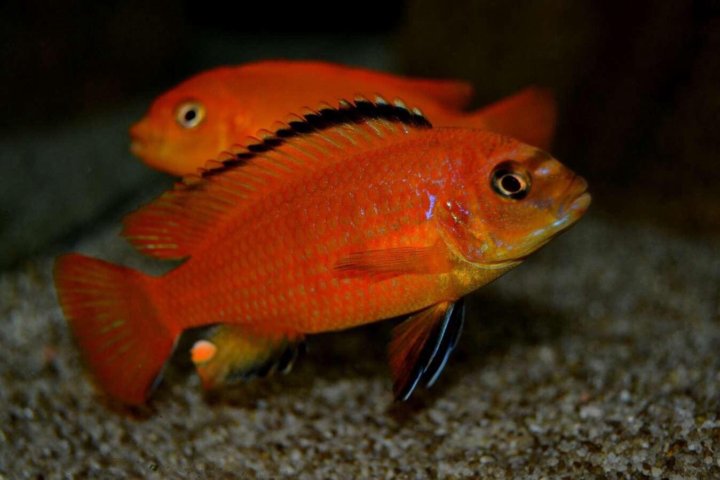 Оранжевая аквариумная рыбка. Цихлида Псевдотрофеус Зебра красная. Псевдотрофеус оранж. Псевдотрофеус Зебра оранжевая. Псевдотрофеус Саулози коралл.