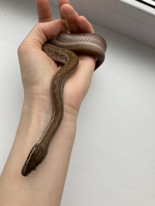 Африканская домовая змея – купить в Новосибирске, цена 5 000 руб., продано  16 февраля 2021 – Другие животные