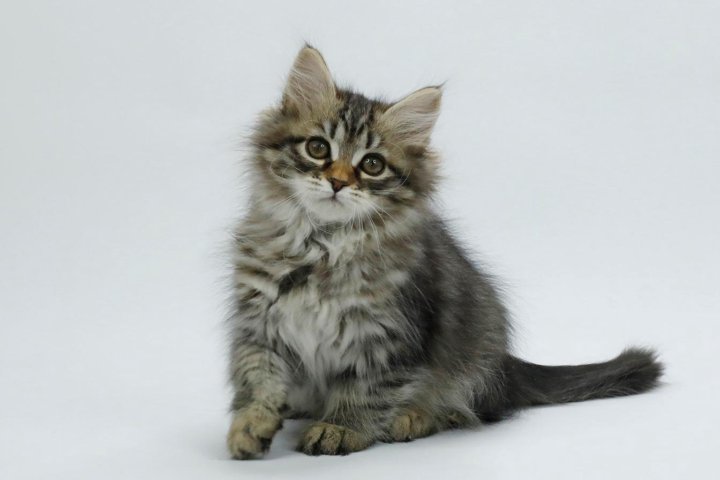 Сибирская кошка купить