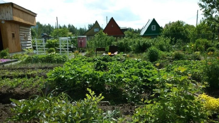 Фото садовых участков в коллективных садах