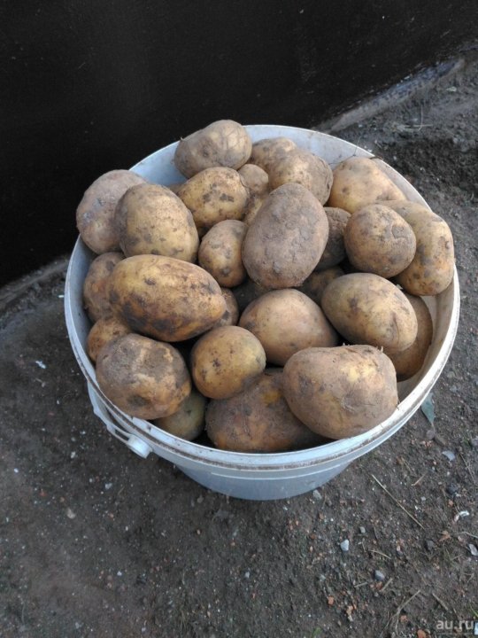Фото семенной картошки в ведре