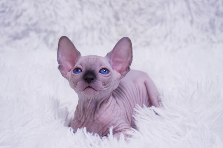 Сфинкс кошка купить
