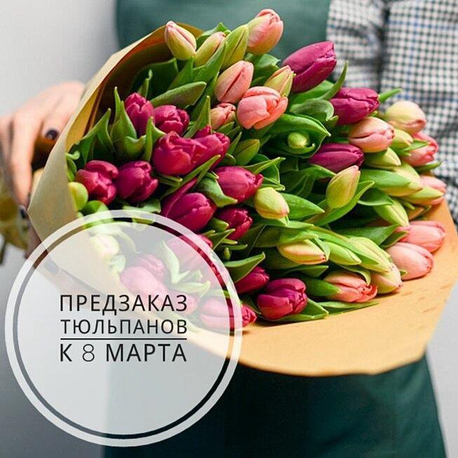 Тюльпаны срезка. Тюльпан стронг голд. Предзаказ тюльпанов на 8 марта. Карл клузиус тюльпаны. Тюльпаны предзаказ.