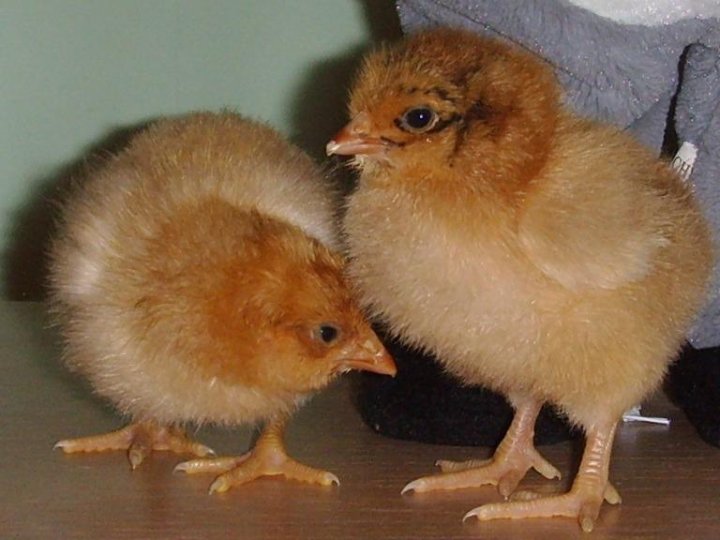 Цыплята брауны фото