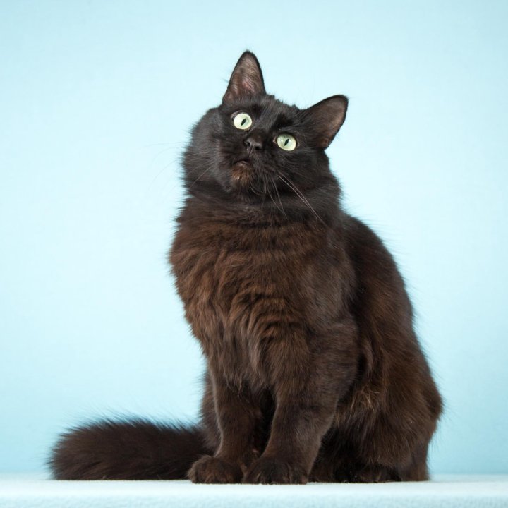 Толстый черный кот: подборка картинок