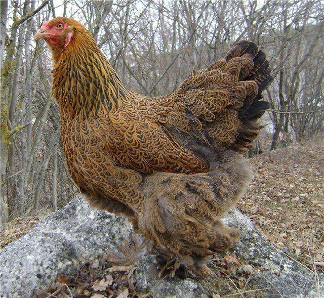 Куры Брама Фото