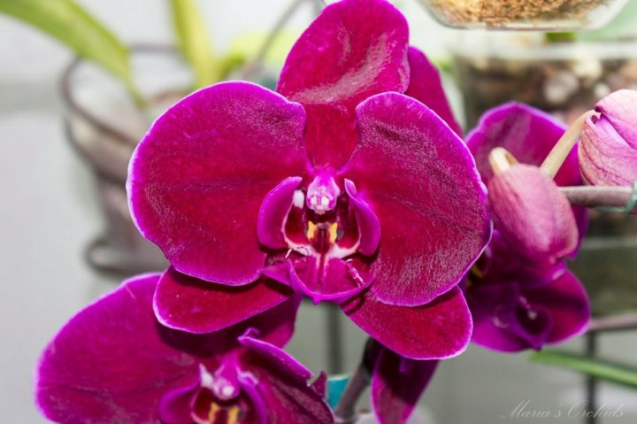 wunderschöne Orchideen pflegen Orchids, Flowers, Moth orchid