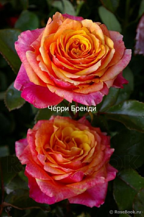 Роза бренди фото и описание отзывы
