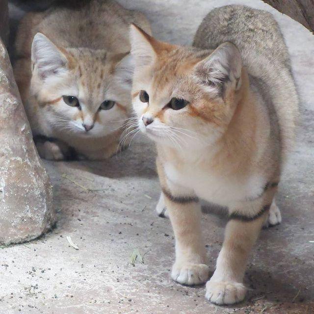 коты барханчики или песчаные кошки – купить в Москве, цена 160 000 руб