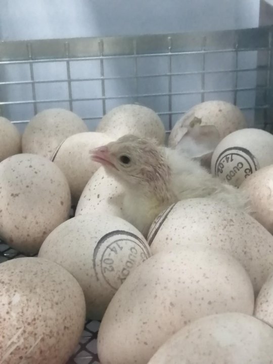 Купить Инкубационное Яйцо Бройлеров В Перми