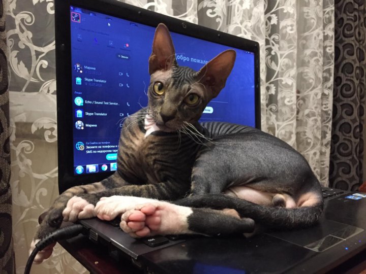 Купить Кошку В Челябинске