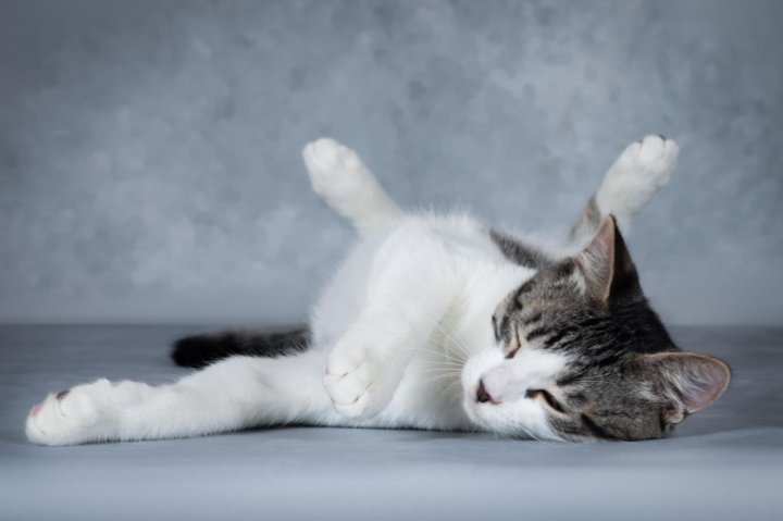 Кот лукас. Лукас котики. котята лукас. авито кошки лукас.