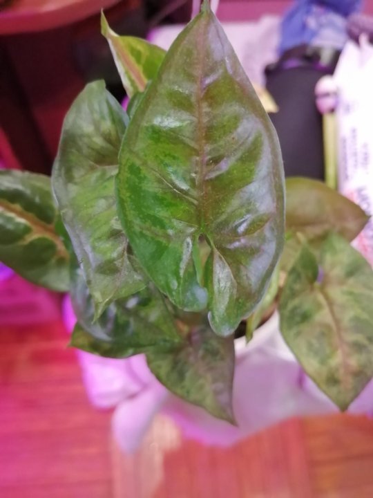 комнатные растения балахна заволжье городец. калла белая эфиопская корневищная. алоказия с 24. комнатные растения балахна заволжье городец. комнатные растения балахна заволжье городец.