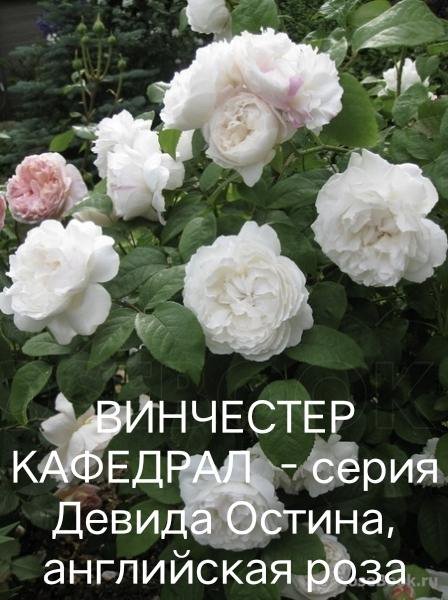 Роза винчестер кафедрал фото и описание
